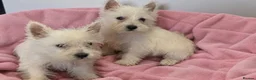 West Highland Terrier dogs for sale: Beautiful west highland terrier puppies for sale  in Basildon - Advert 3