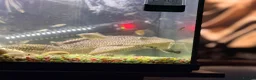 Catfish fish for sale: Huge 36cm Female Sailfin Pleco Ready 4 Large Tank  - Advert 6