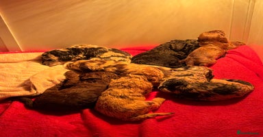 Cockapoo dogs - Advert 13