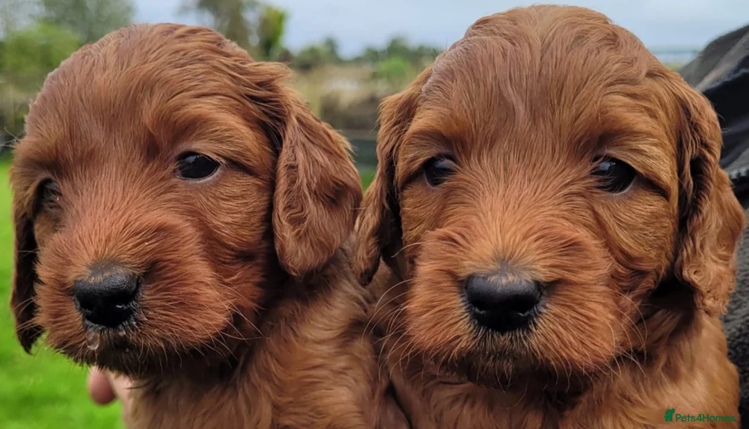 Labradoodle dogs for sale: The Darkest Fox Red Doodles. - Image 11