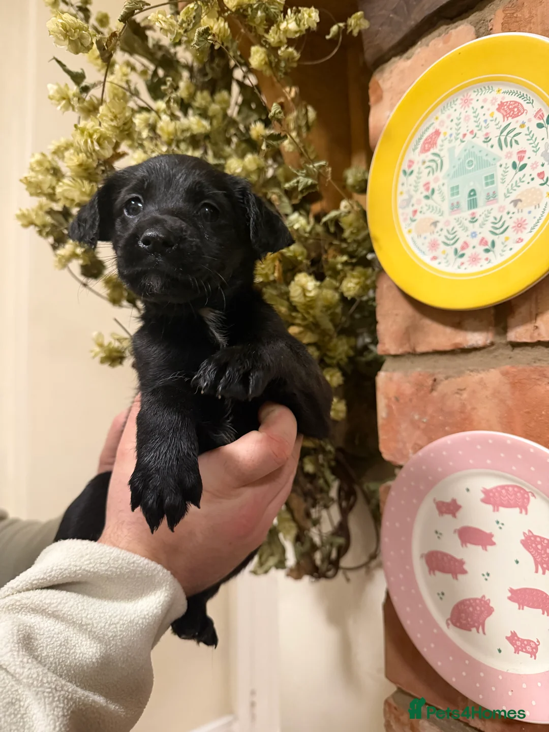 Mixed Breed dogs for sale: Belgian mal/working cocker spaniel  - Advert 4