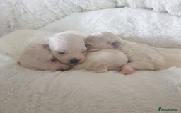 Maltese dogs for sale: Tiny Maltese puppies  - Image 2
