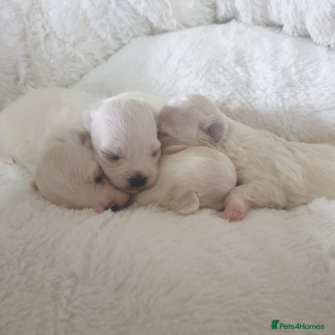Maltese dogs for sale: Tiny Maltese puppies  - Image 2