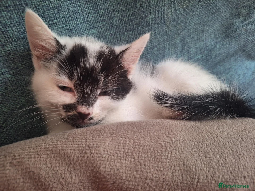 Mixed Breed cats for sale: Kitten - Girl - Advert 2