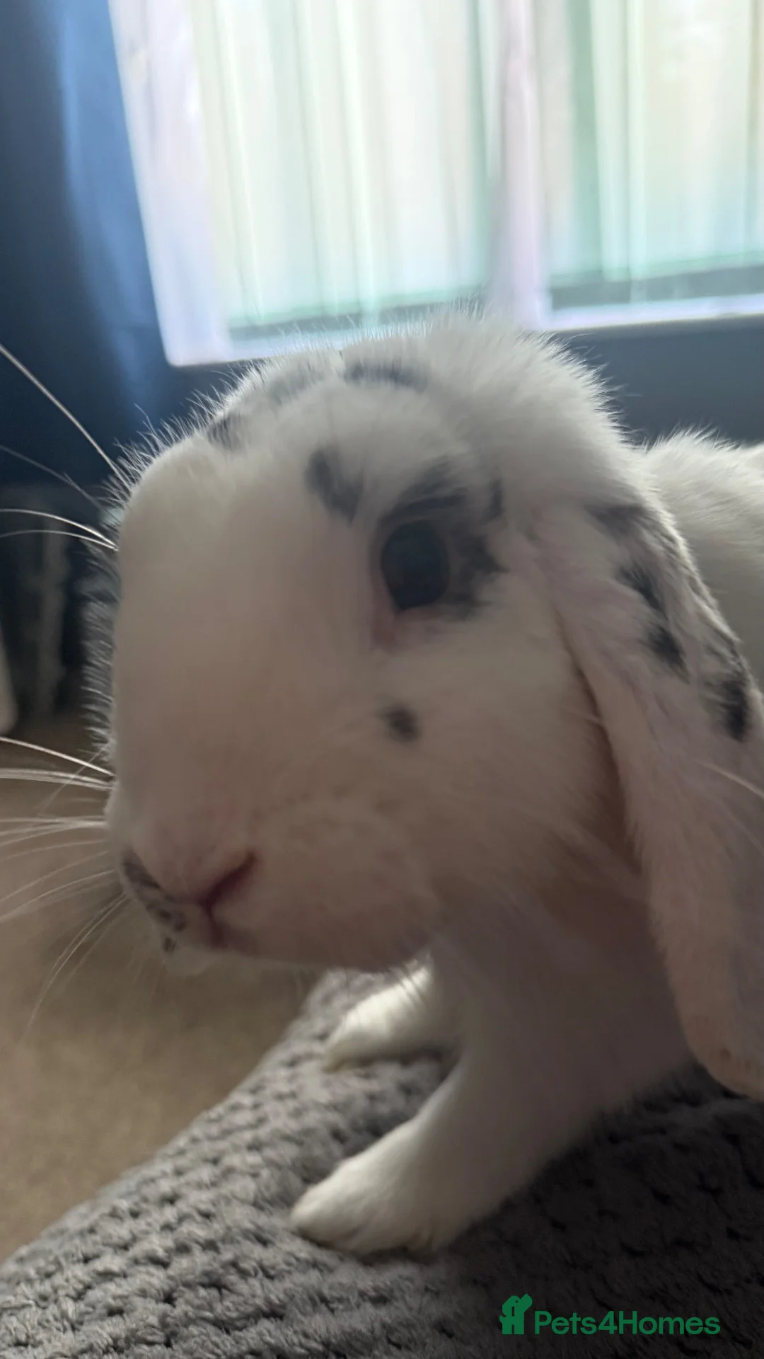 English Lop rabbits for sale: Rabbit  - Advert 2