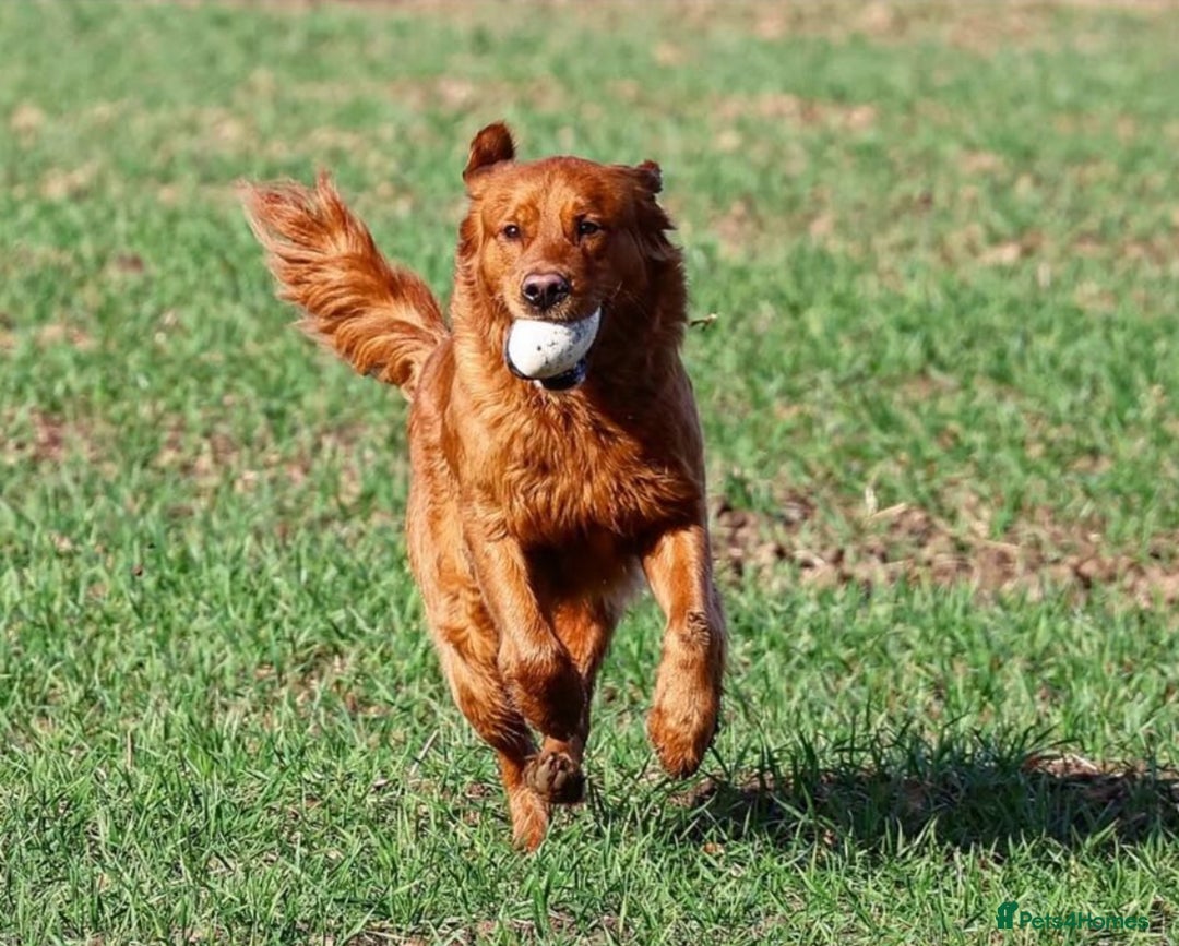 Golden Retriever dogs for stud: STUNNING NORWEGIAN IMP GOLDEN RETRIEVER FOR STUD  in Durham - Image 4