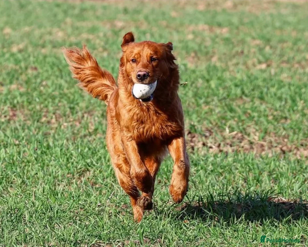 Golden Retriever dogs for stud: STUNNING NORWEGIAN IMP GOLDEN RETRIEVER FOR STUD  in Durham - Advert 4