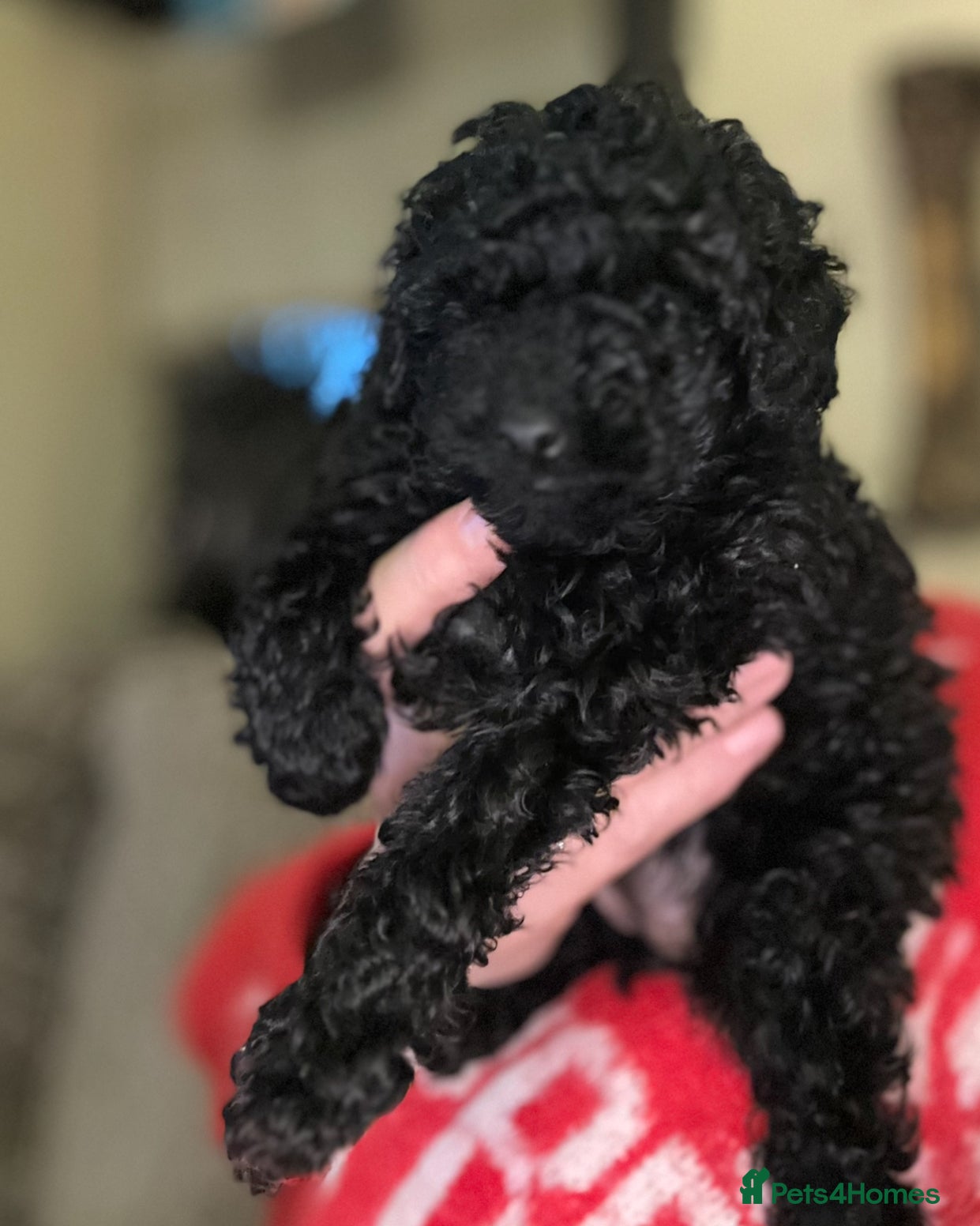 Toy Poodle dogs Tiny “Dottie” 1.6 in weight toy poodle  - Advert 1