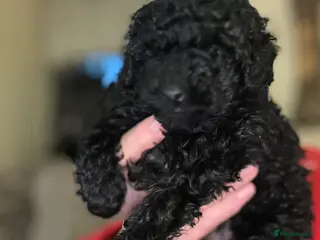 Toy Poodle dogs Tiny “Dottie” 1.6 in weight toy poodle - Advert 1