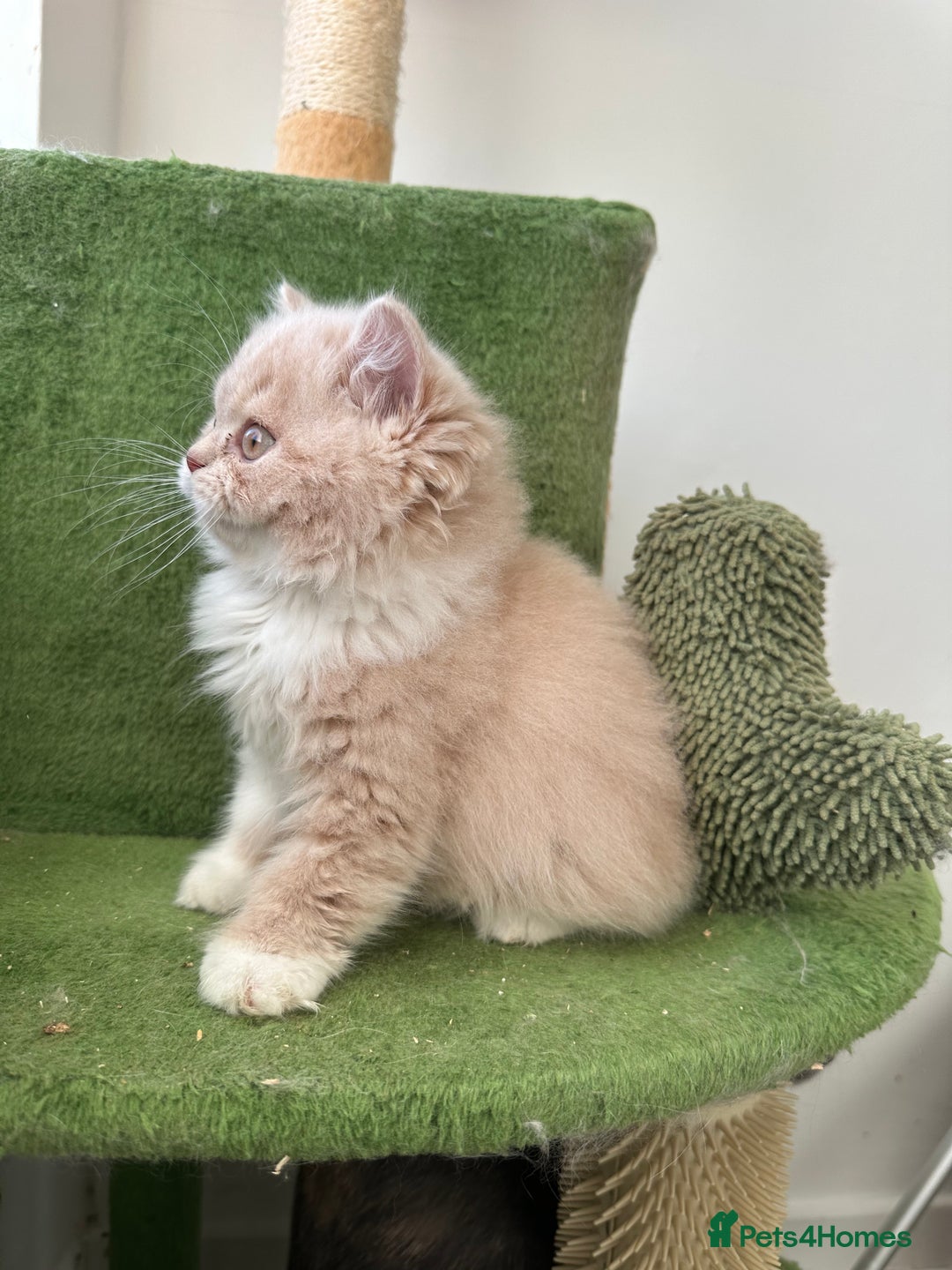 British Shorthair cats for sale:  🦁 Stunning BLH Lion Look alike READY NOW - Advert 33