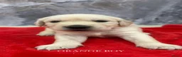 Golden Retriever dogs for sale: 9 beautiful golden retriever puppies - Advert 17