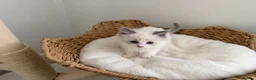 Ragdoll cats for stud: Ragdoll stud  - Advert 9
