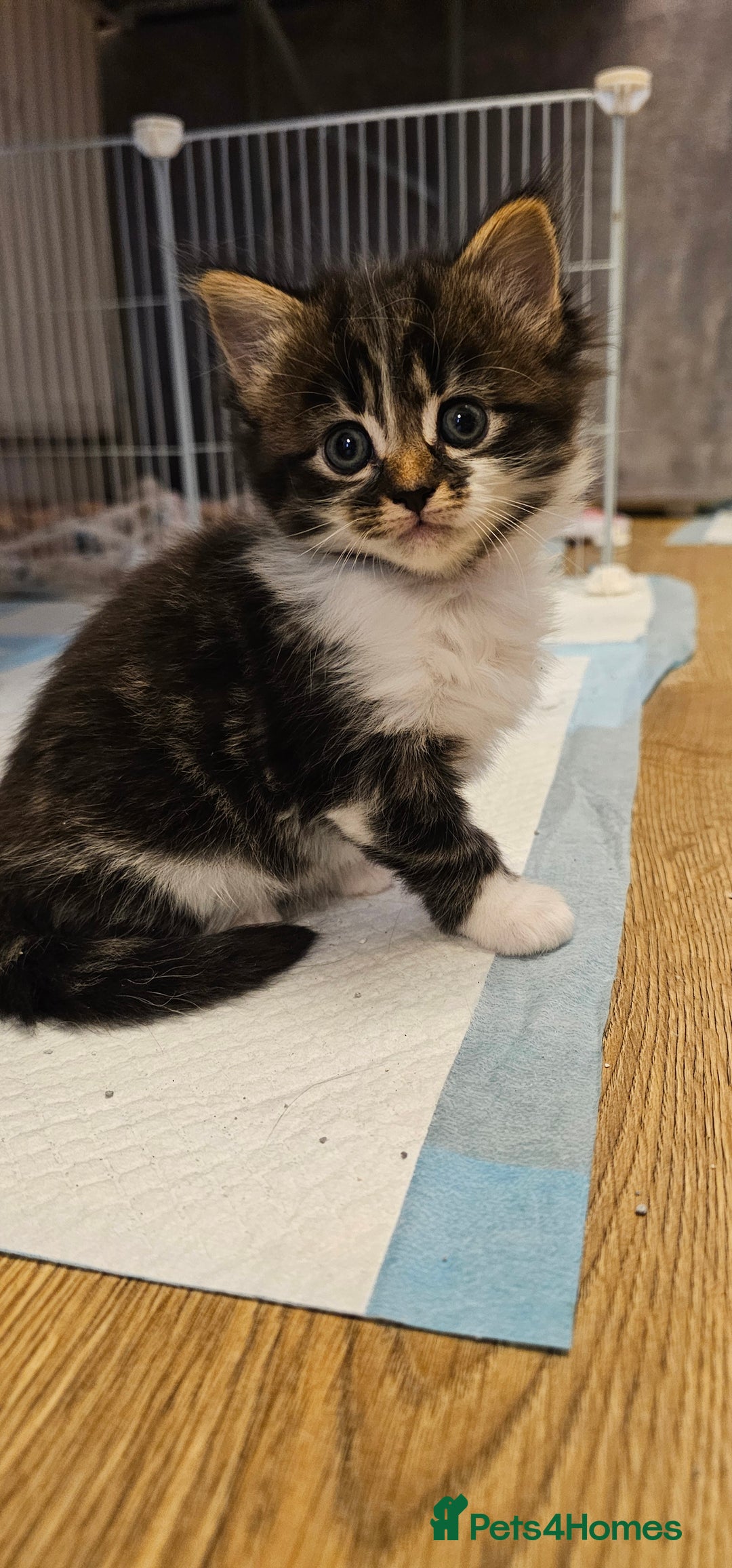 Mixed Breed cats for sale: 2 fluffy girls - Image 2