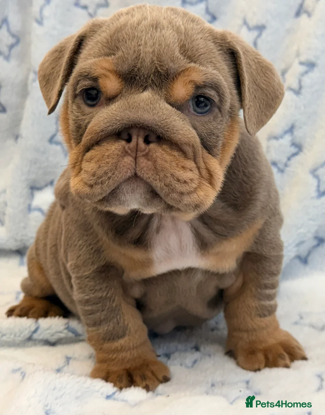 English Bulldog dogs for sale: Stunning kc English bulldog puppies, Ready now!!! - Advert 16