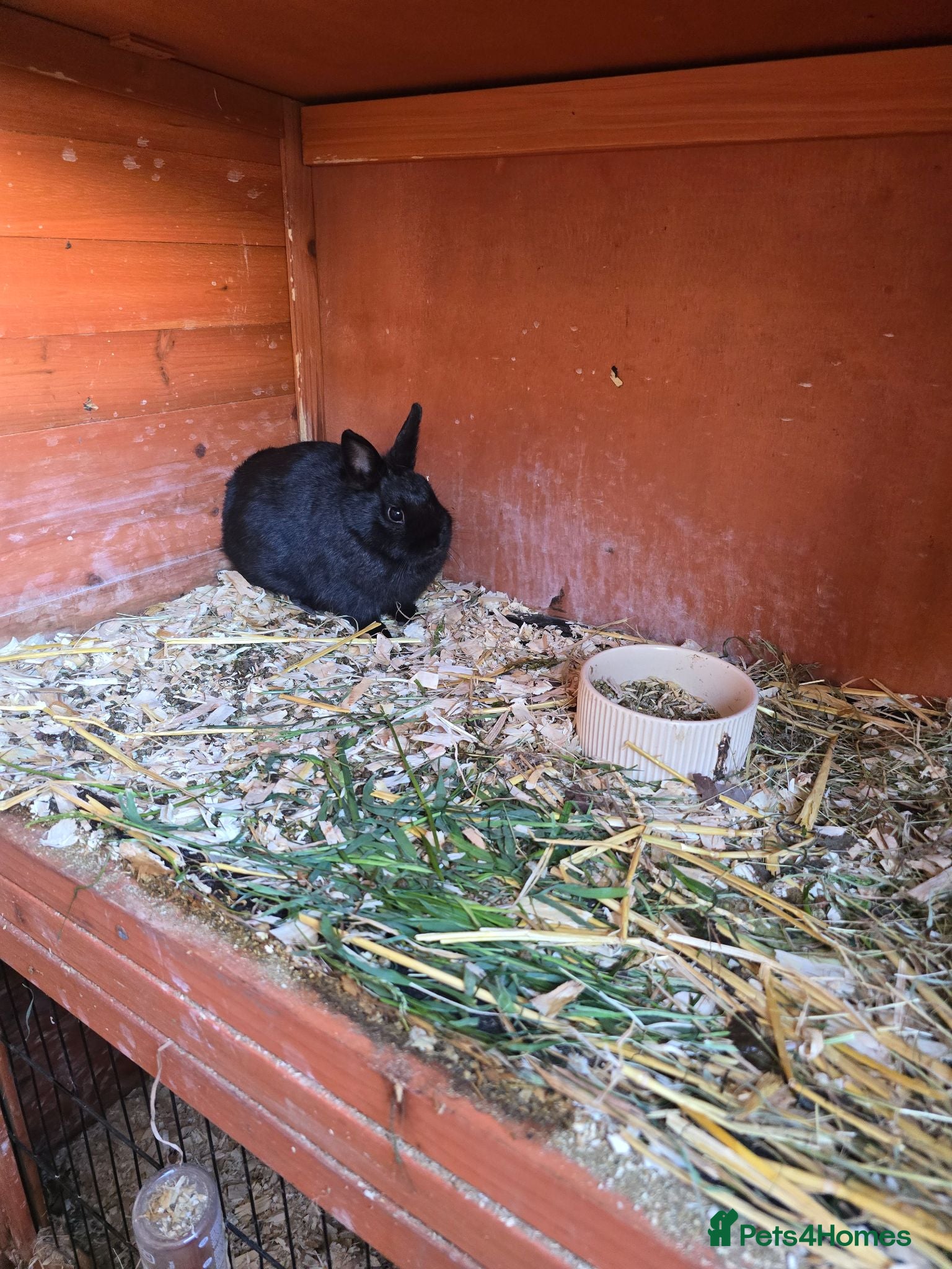 Netherland Dwarf rabbits Neatherland dwarf bucks - Advert 2