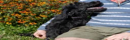 Goldendoodle dogs for sale: F1 Standard Goldendoodle Boy Ready Now  - Advert 4