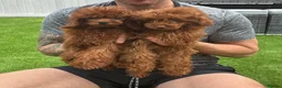 Toy Poodle dogs for sale: True toy Asian Poodle Puppies - Advert 20