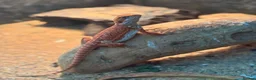 Bearded Dragon reptiles for sale: Baby Red monster bearded dragon  - Advert 2