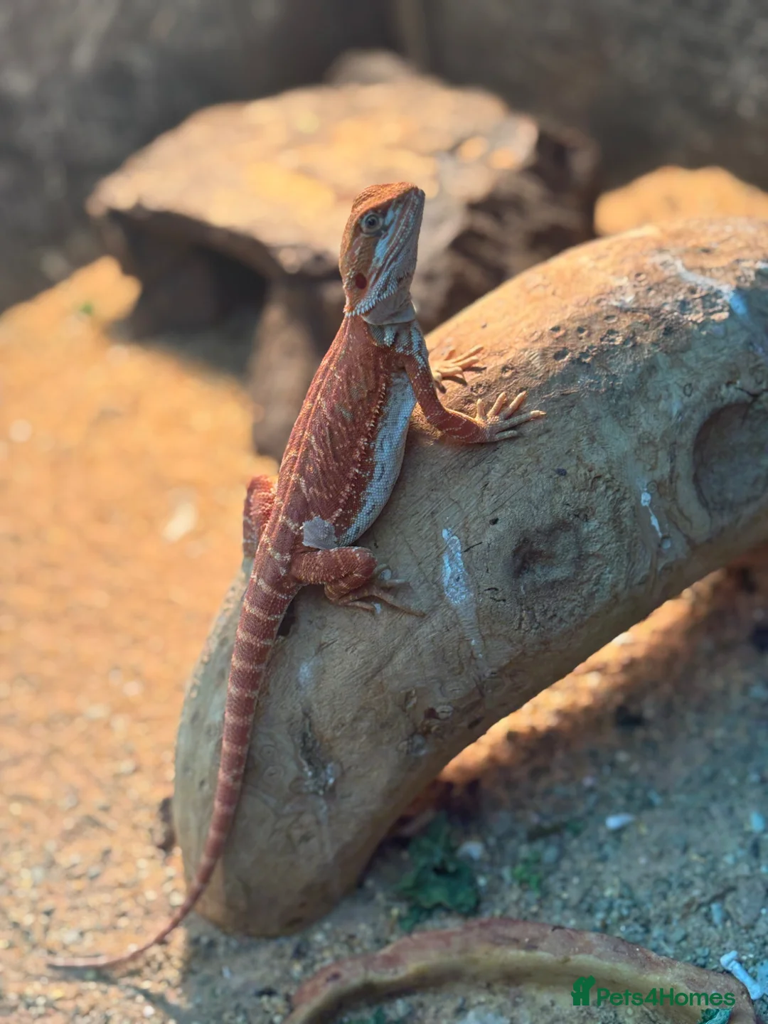 Bearded Dragon reptiles for sale: Baby Red monster bearded dragon  - Advert 2