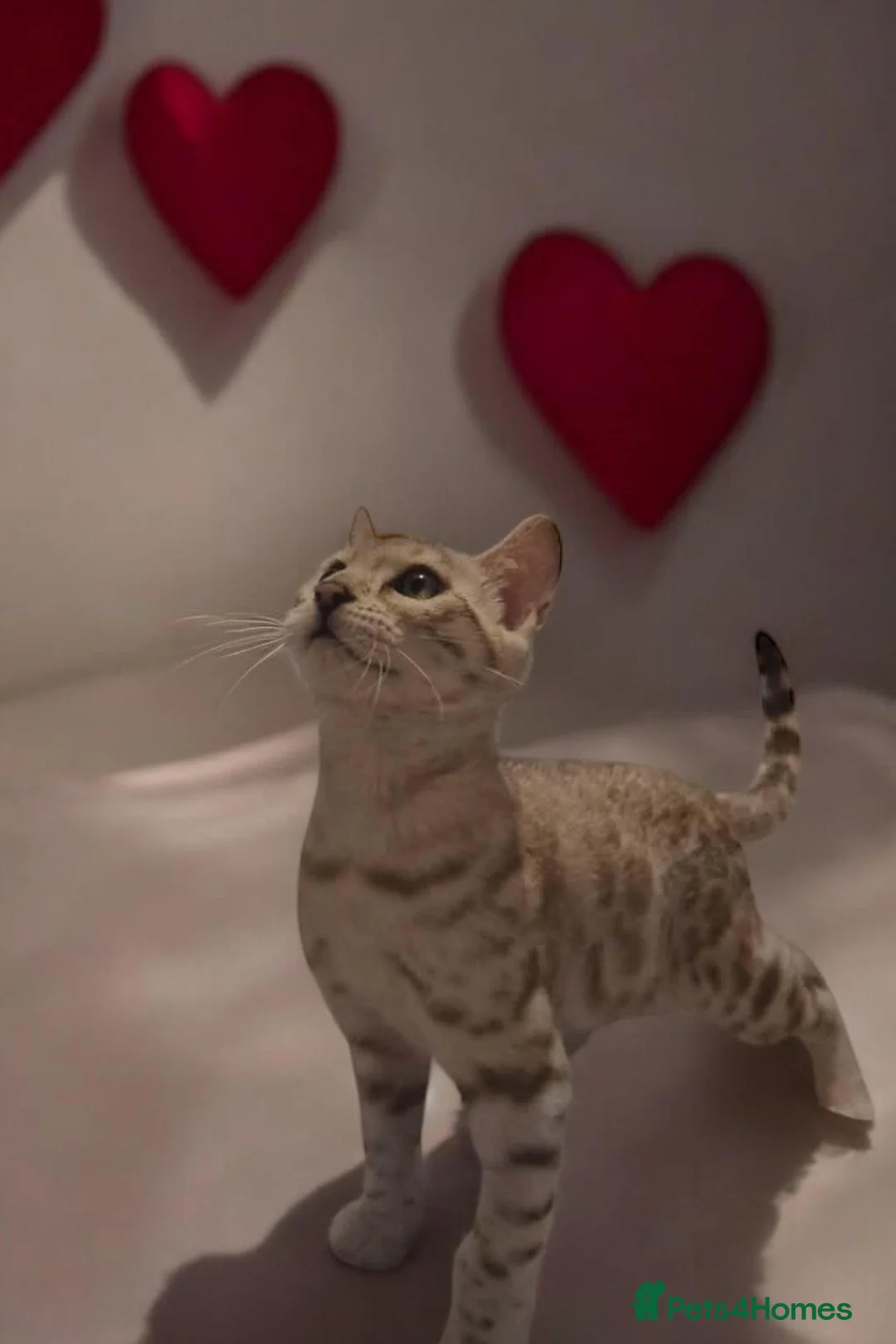 Bengal cats for sale: Reserved Ask about our waiting list - Advert 2