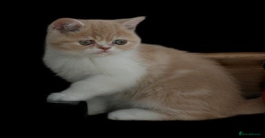 Exotic cats - Advert 4