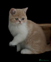 Exotic cats - Advert 4