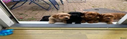 Cocker Spaniel dogs for sale: 2 boys ready now  - Advert 16