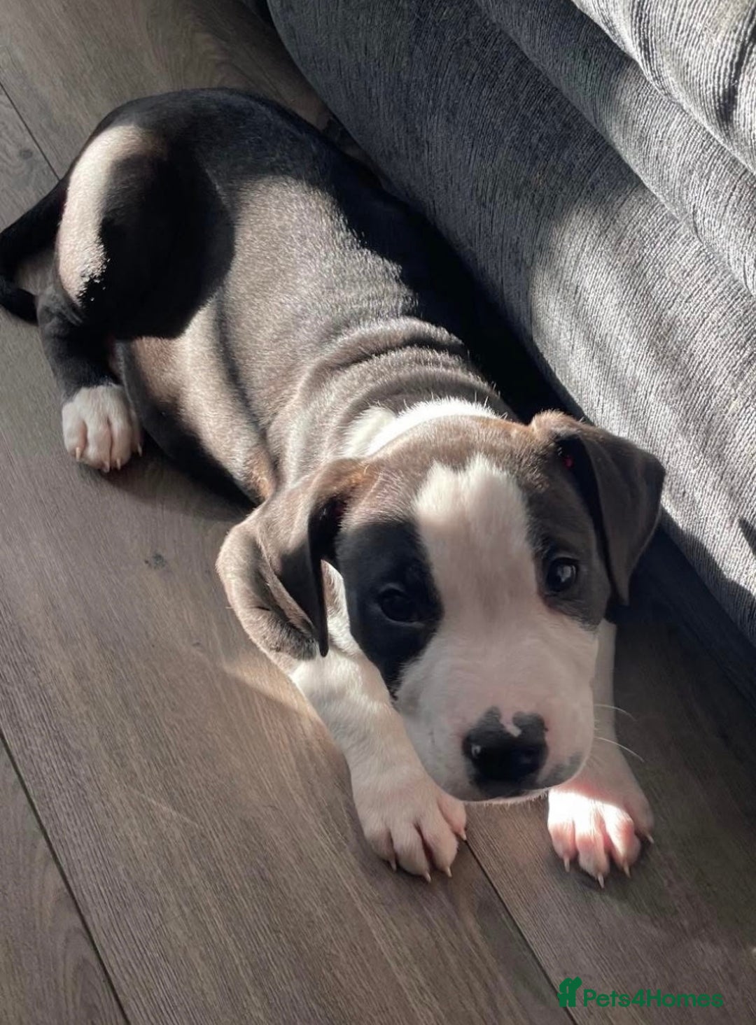 American Bulldog dogs for stud: American bulldog  - Image 9