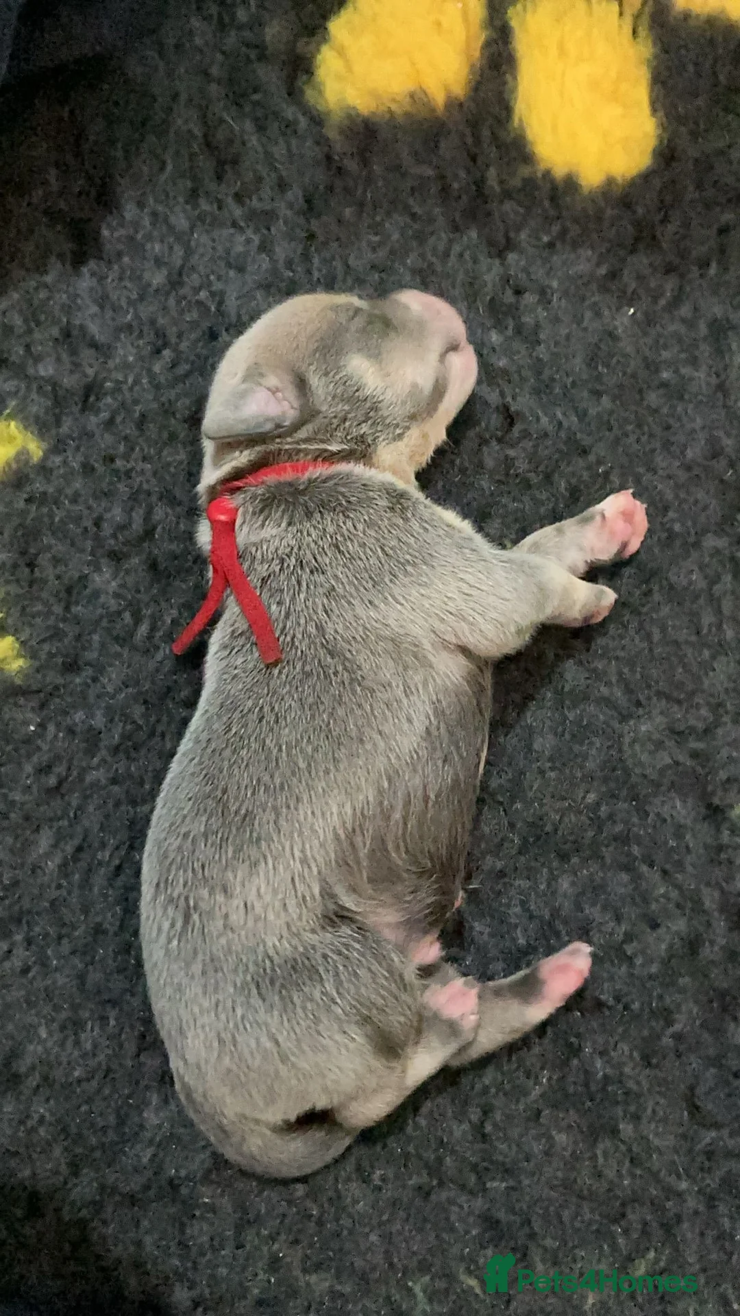 Staffordshire Bull Terrier dogs for sale: 7 gorgeous staffies  - Advert 2