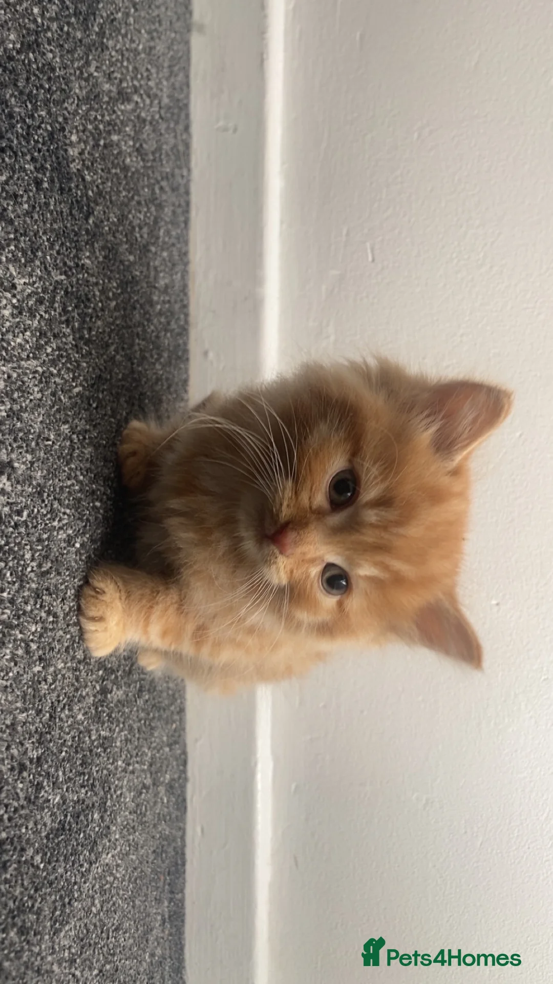 British Longhair cats for sale: Cute fluffy ginger kitten awaiting forever home🏡 - Advert 5