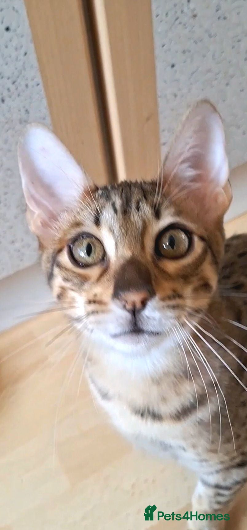 Savannah cats SAVANNAH TICA SBTF7 JUPITER HUGE BOY - Advert 13