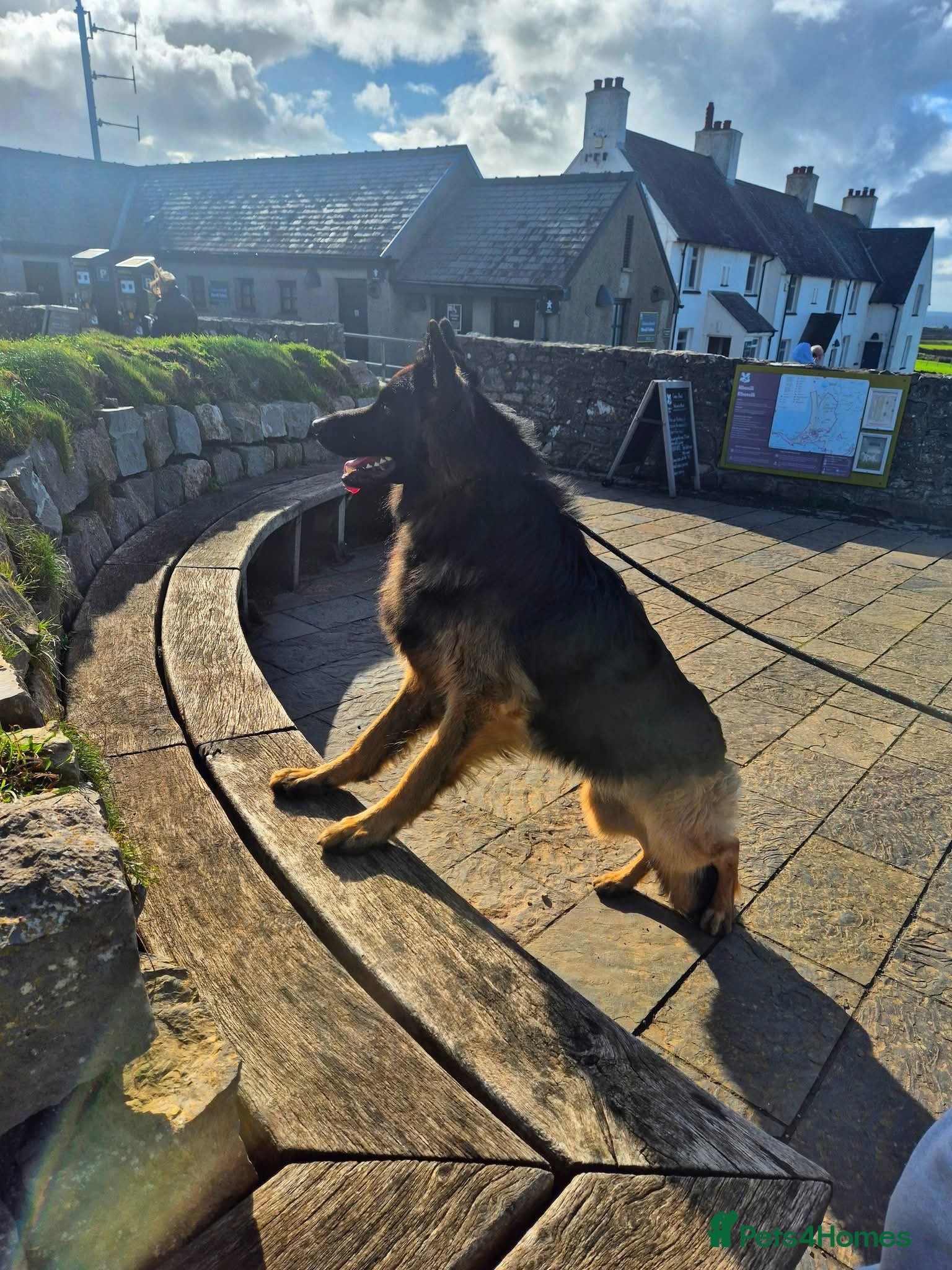 German Shepherd dogs Stunning German Shepherd stud only - Advert 3