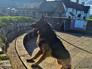 German Shepherd dogs Stunning German Shepherd stud only - Advert 2