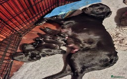 Borador dogs for sale: Borador puppies - Image 8