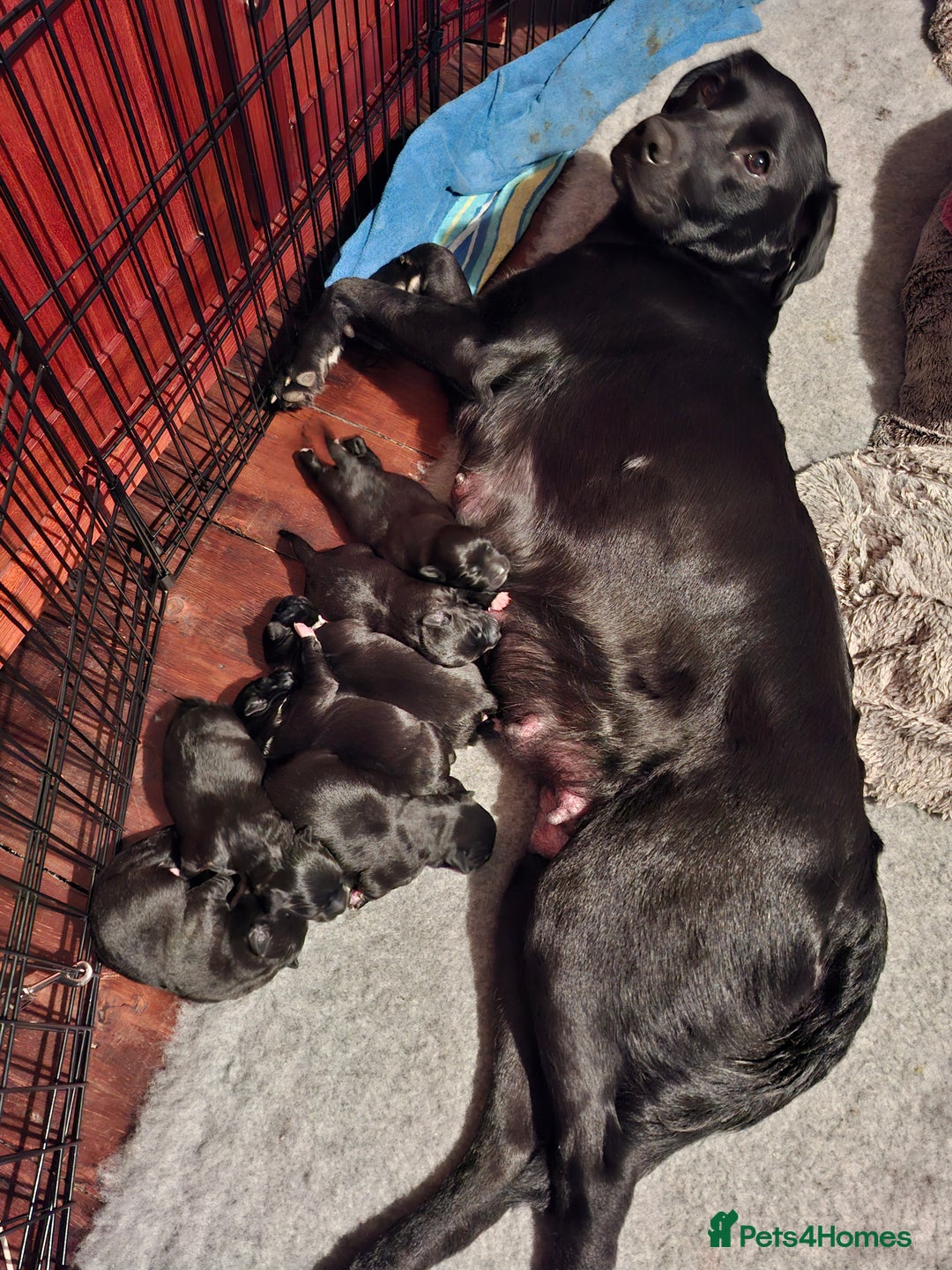 Borador dogs for sale: Borador puppies - Image 8