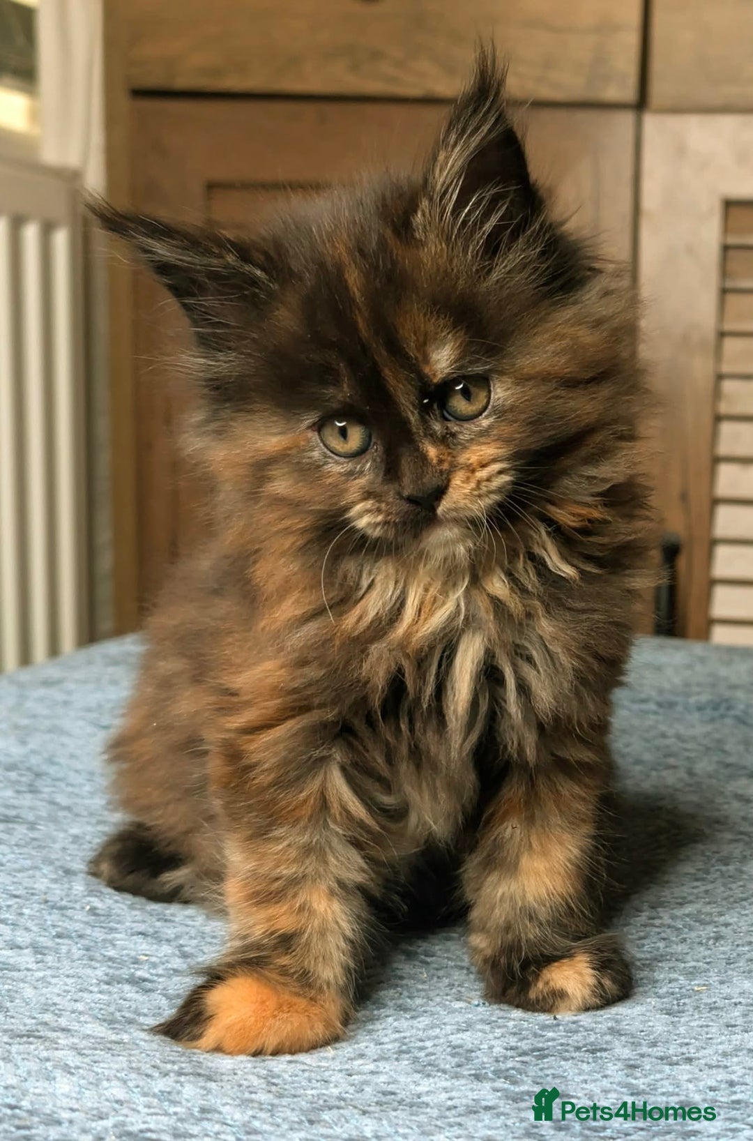 Maine Coon cats for sale: Stunning maine coon kittens  - Advert 11