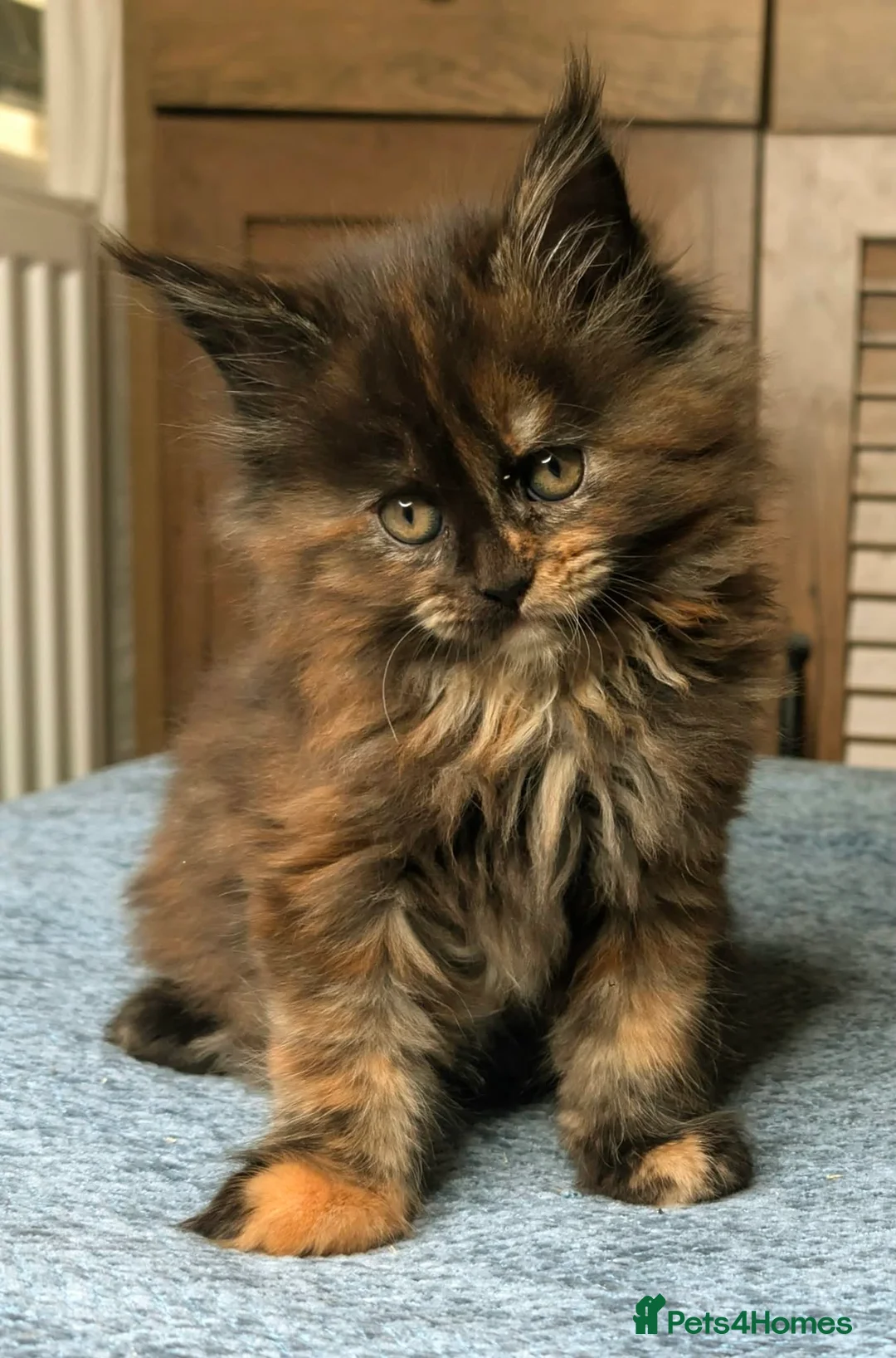 Maine Coon cats for sale: Stunning maine coon kittens  - Advert 11