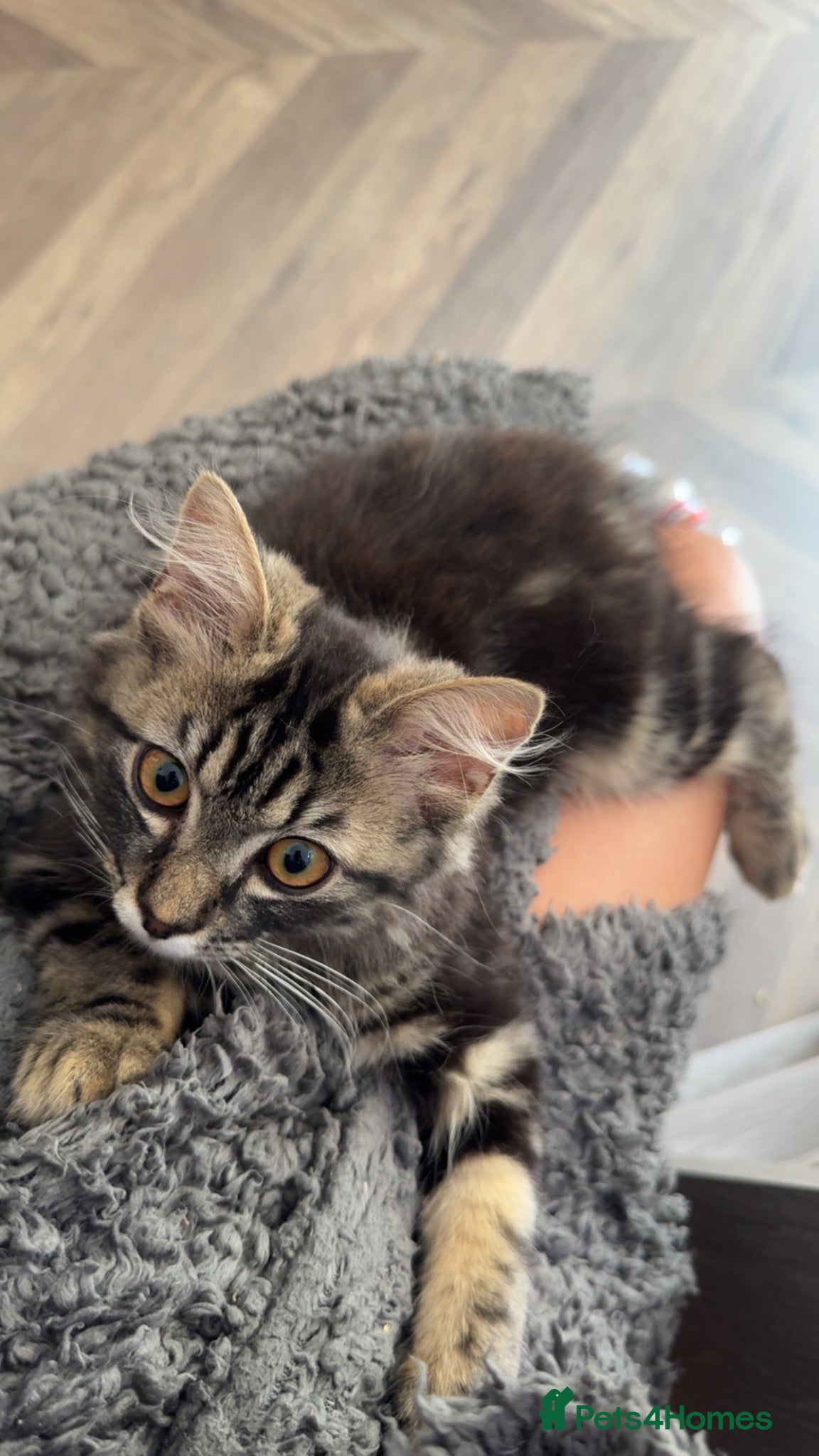 Mixed Breed cats Ragdoll x Persian - Advert 3