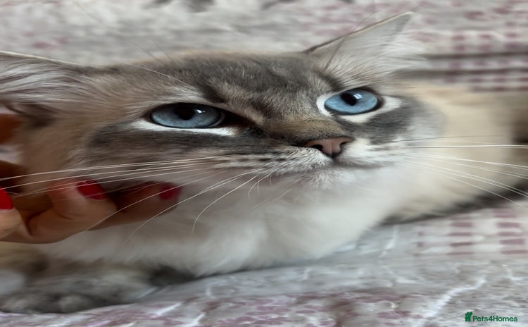 Ragdoll cats - Advert 5