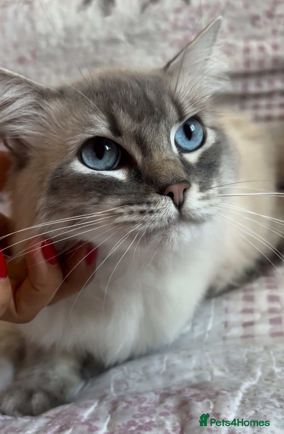 Ragdoll cats for sale: Rehoming this handsome Ragdoll male cross tabby - Image 1