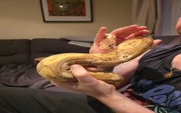 Python Snake reptiles for sale: Banana Royal Python - Image 4