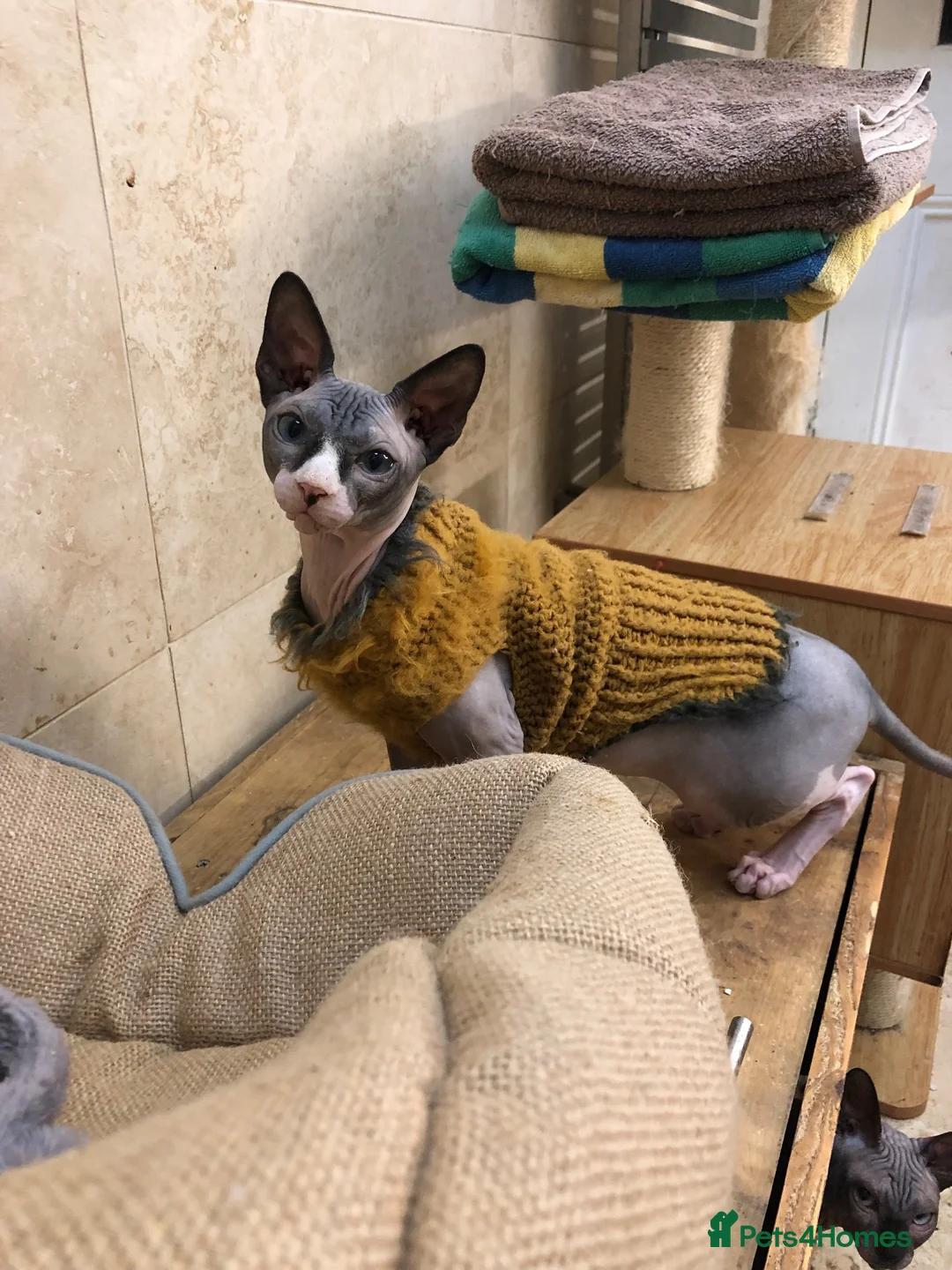 Sphynx cats for sale: Loving 3yo Sphynx Cats Hugo & Gizmo For Sale  - Advert 1