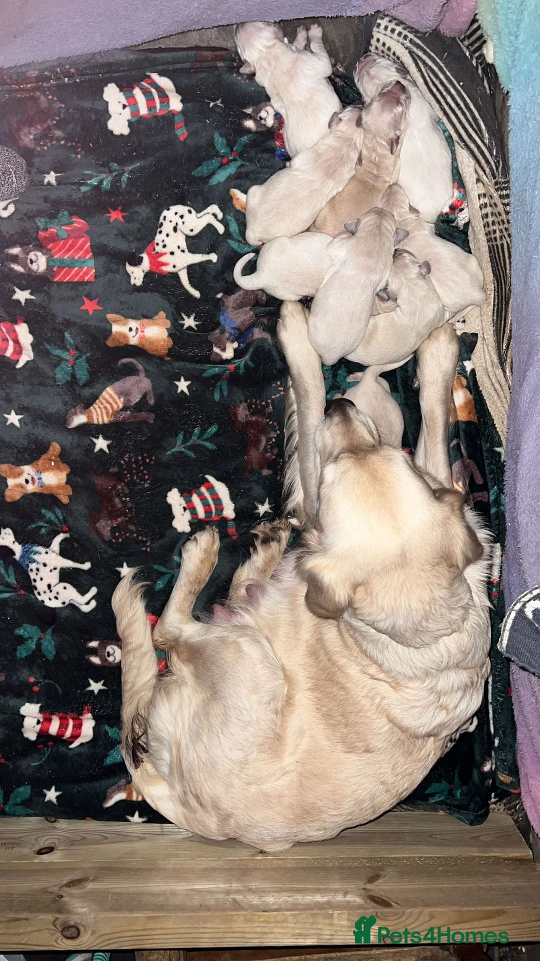 Golden Retriever dogs for sale: Beautiful litter of Golden Retrievers for sale. - Advert 7