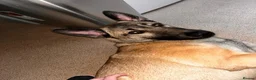 Mixed Breed dogs for sale: Beau, bouncy and inquisitive.  in Kettering - Advert 3