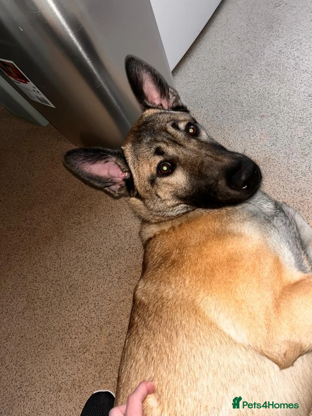 Mixed Breed dogs for sale: Beau, bouncy and inquisitive.  in Kettering - Advert 3
