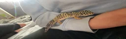 Leopard Gecko reptiles for sale: Female leopard ghecko - Advert 3