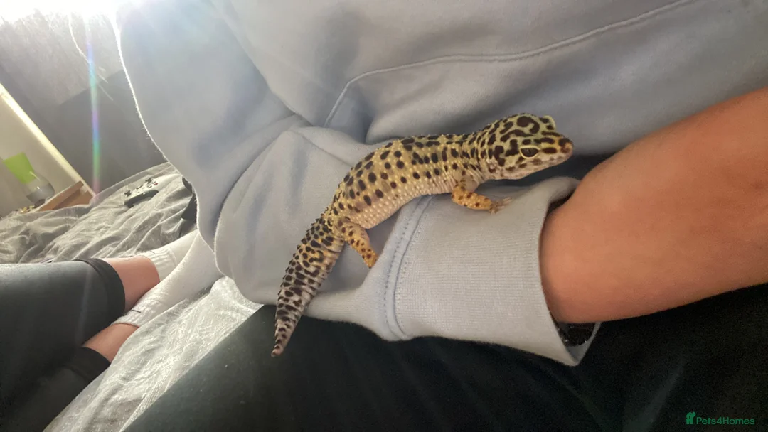 Leopard Gecko reptiles for sale: Female leopard ghecko - Advert 3