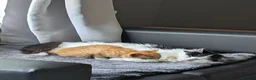 Mixed Breed cats for sale: Three adorable kittens 💕🐈😺 - Advert 1