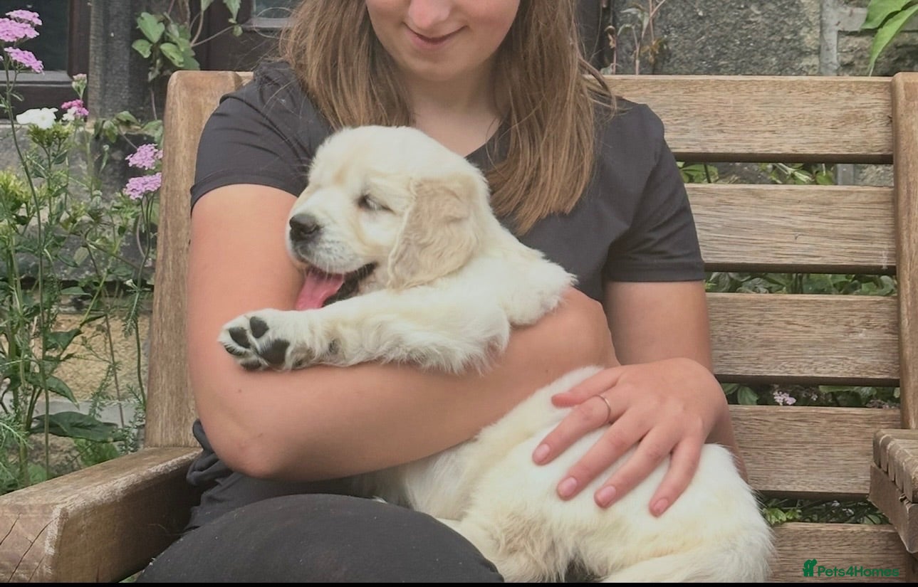 Golden Retriever dogs Superb Golden Retriever Kennel Club Registered  - Advert 1
