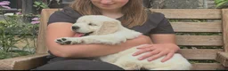 Golden Retriever dogs for sale: Big Chunky Golden Retriever K Club Registered Pups - Advert 2